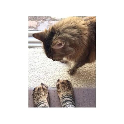 Boy Girl 3D Printed Animal Foot Hoof Socks Children Adult Simulation Tiger Dog Cat Dinosaur Claw Socks Men Women Unisex