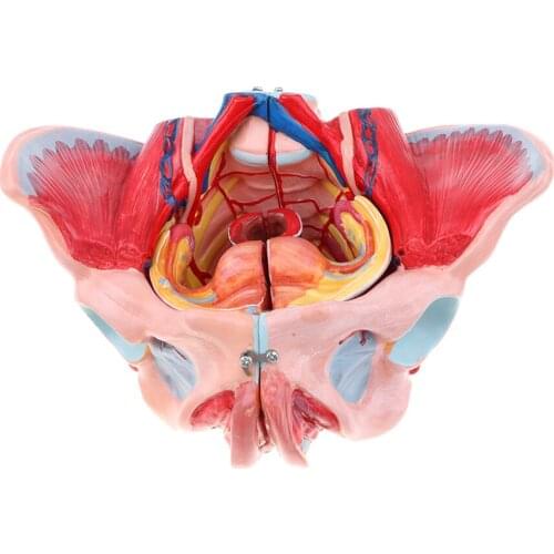 1: 1 Female Pelvis Anatomical Model W / Vessels Muscles Nerves Organ