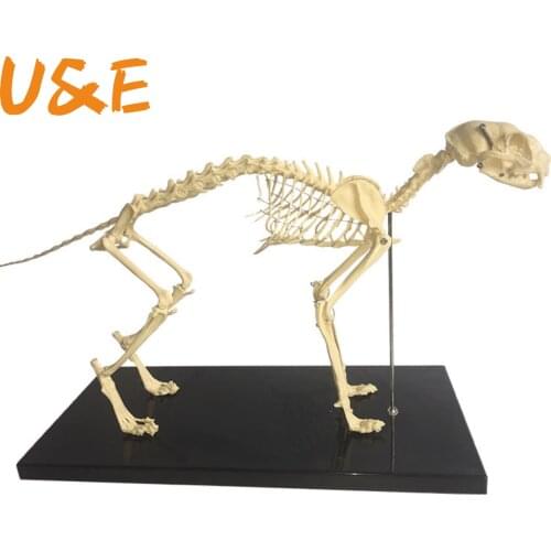 Large dog Canine pvc skeleton model animal skeleton model