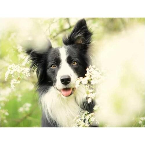 New Border Collie Diamond Painting Cross Stitch Wall Painting Diamond Embroidery Dog Animal DIY Diamond Needlework