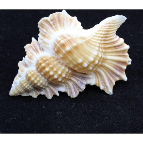 Leaf-shaped shellfish rare conch specimens aquarium fish tank landscaping decoration collection couple gifts natural shell wing