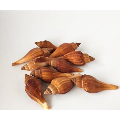 Happy Kiss 10pcs sea shells sea conch starfish Natural Seashell Aquarium Ornament Fish Tank Landscape Sea Snail Home Decora