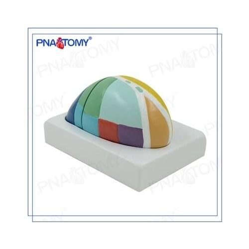 Scale-up model Lateral nucleus of the thalamus Thalamic model free shipping