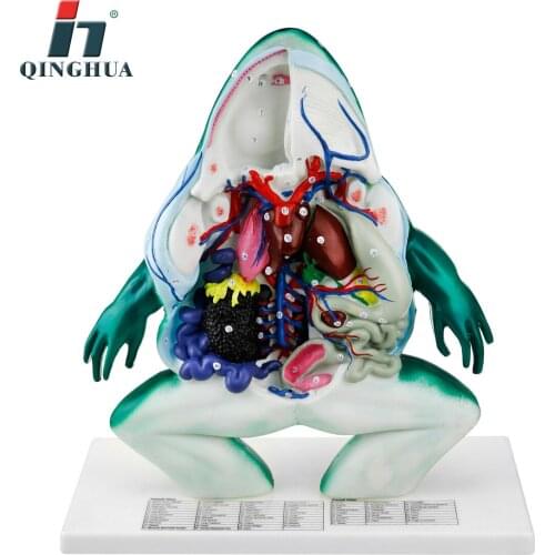 Veterinary Frog Anatomy Bionic Skeleton Models Biology Teaching Model Medical Anatomy Teaching Aids Supply