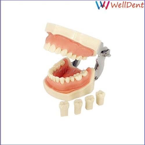 Dental Removable Teeth Tooth Model Typodont Model 28 Pcs Kilgore Nissin All Removable Tooth Dental Materials