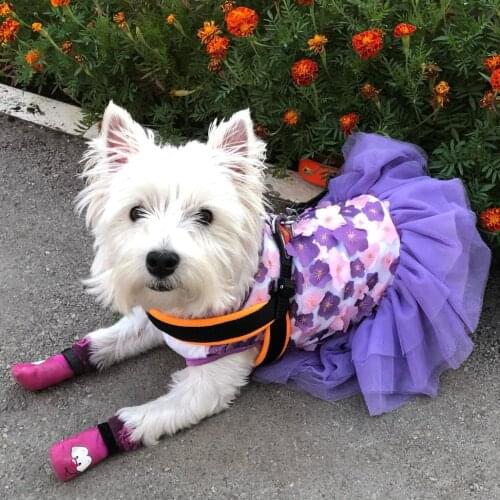 Spring Summer Pet Cat Dog Skirt with Flowers Teddy Bichon Dog Dresses for Small Dogs Summer Pet Puppy Clothes Chihuahua Pet Tutu