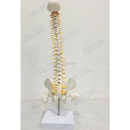 Free shipping&Massage and beauty, medical rehabilitation, rehabilitation training, spine model, human spine model.for medical