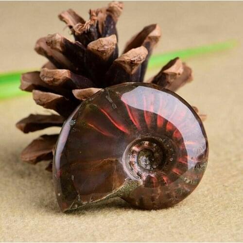 Spiral Ammolite Natural Ammolite Fossil Rough Stone Natural Conch Fossil Pendant Crafts For Biological Science Education