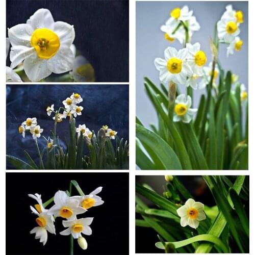 KAMY YI Flower Daffodil Diamond Painting Landscape Cross Stitch 5D Diy Full Diamond Embroidered Mosaic Home Decoration