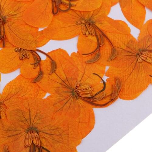 12Pcs Natural Dried Pressed Flowers Cassiae Flowers DIY Scrapbooking Crafts