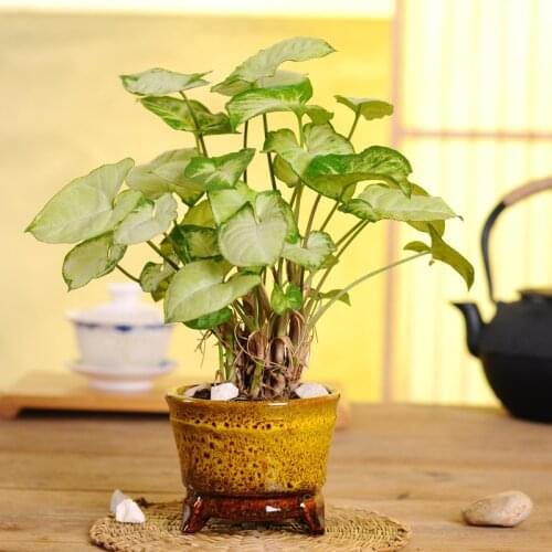 High-temperature ceramic flowerpot succulent plant flowerpot changing kiln and sticking office desktop succulent flowerpot