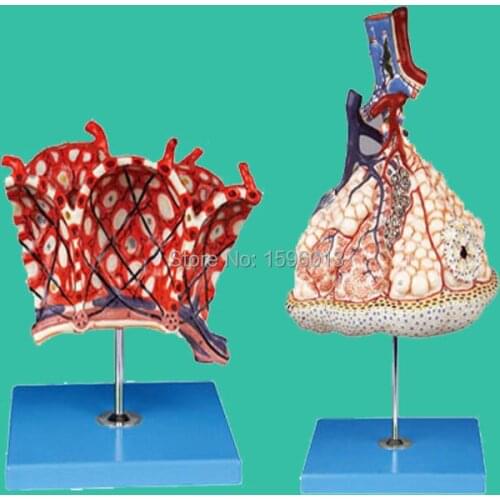 Lobule and Alveolus of Lung Model, Lobule moedl and Alveolus model