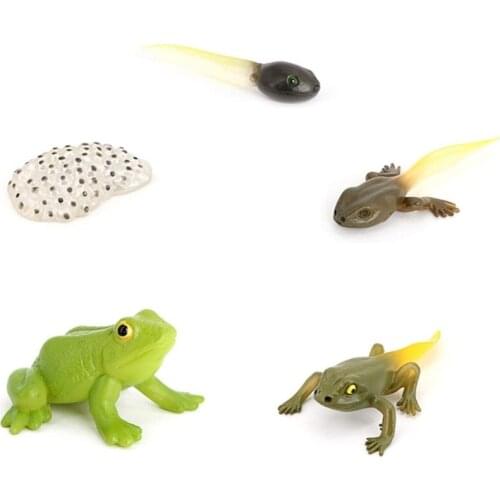 Simulation Animal Insect Growth Cycle Frog Life Stage Model Figures Toy for Kids N0PA