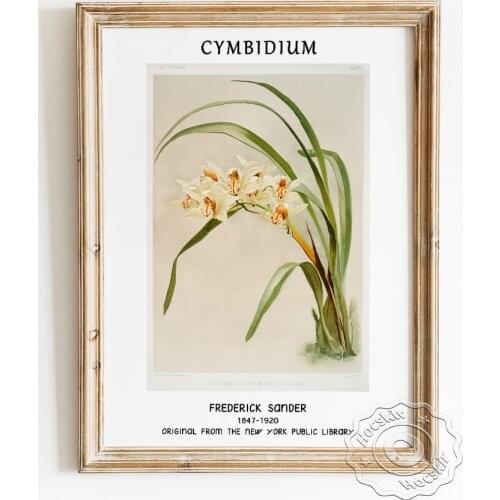 Frederick Sander Exhibition Museum Poster, Cymbidium Vintage Art Canvas Painting, Flowers Illustration Quietly Elegant Wall Art