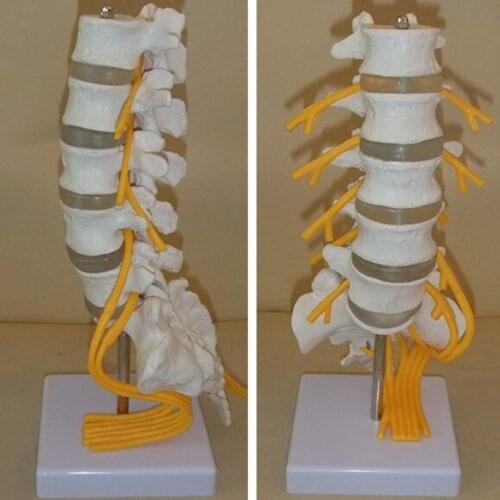 Five Section lumbar model spine with caudal equina nerve lumbar spine disc model Spine Chiropractic skeleton model