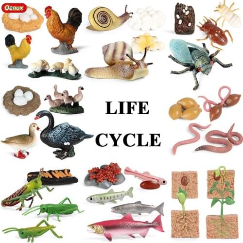 Oenux New Animals Life Growth Cycle Model Goose Insect Snails Turtle Action Figures Figurine Baby Educational Cute Kids Toy