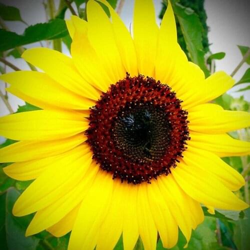 3D DIY Diamond Painting Cross Stitch Flowers Pattern 5D Icon Diamond Embroidery Sunflower Mosaic Butterfly Home Decor Painting