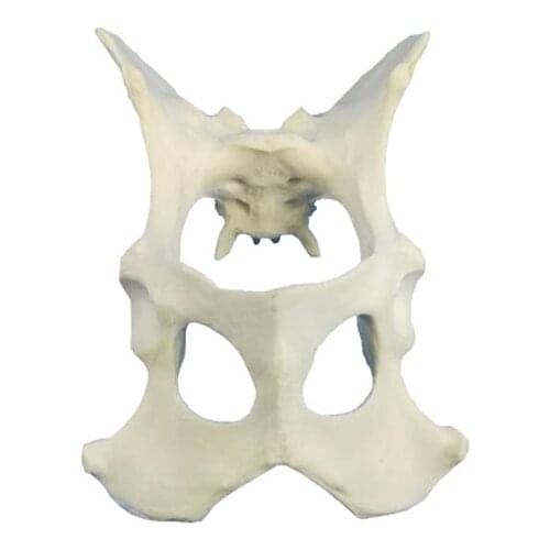 Canine Pelvis Dog Pelvic Teaching Anatomy Model