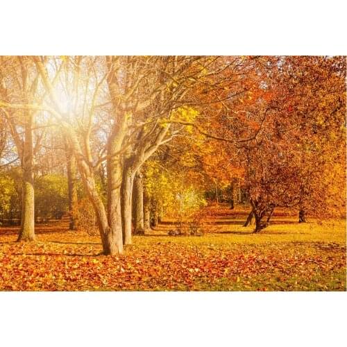 Beauty Maple Forest and Sun Backdrop Holiday Photography Background Celebration Photo Booth Studio Decor