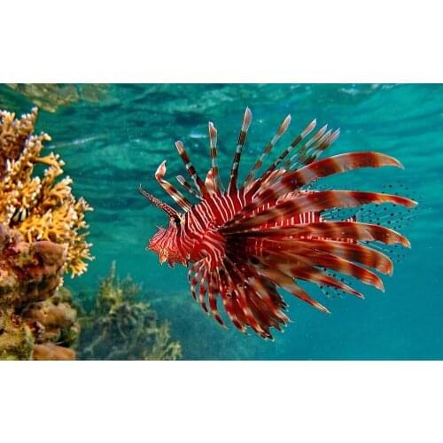 Lion Fish Underwater Ocean Art Film Print Silk Poster Home Wall Decor 24x36inch