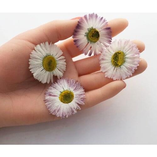 60pcs Pressed Dried 3-4.5cm White/Purple Big Daisy Flower Plant Herbarium For Jewelry Phone Case Photo Frame Bookmark DIY Making