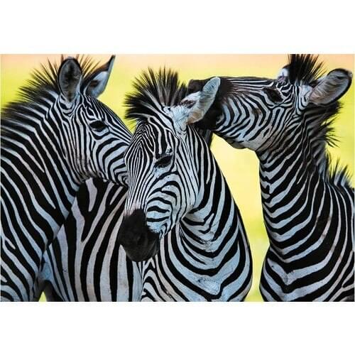 Dino Puzzle 500 Piece Three Zebra Puzzle