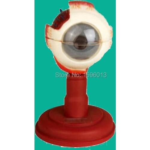 Advanced Eyeball Anatomical Model, Human Eye Enlarged Model