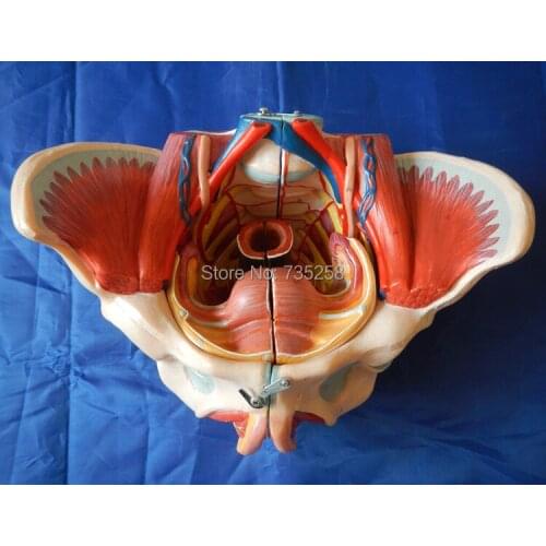 Female Pelvis,Female Pelvis Neural Model With Reproductive Organs And Blood Vessels