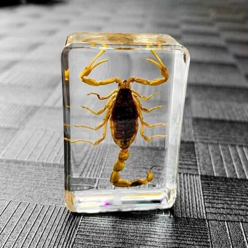 1pcs Resin Insect Specimen Natural Yellow Scorpion Making Creative Small Ornaments Childrens Gift Teaching Party Gifts
