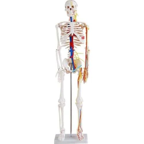 Human 85cm Skeleton with Nerves and Blood Vessels teaching medical