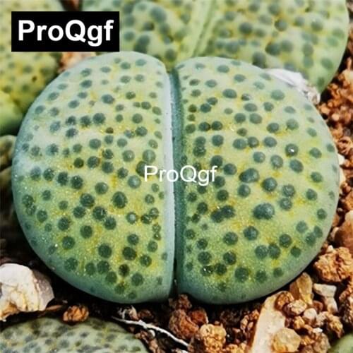 Prodgf 1 Set 71*65*64cm hands up Leisure Comfortable Sofa