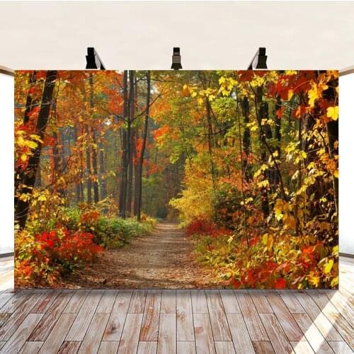 Charming Late Autumn Path In The Woods Happy Travel Background Picture Studio Photography Photo Decoration Can Be Customized