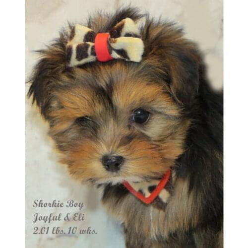 Animal Dog Embroidery 11CT Cross Stitch Kits Needlework Craft Set Cotton Thread Printed Canvas Home Decoration On Sale Hot Sell