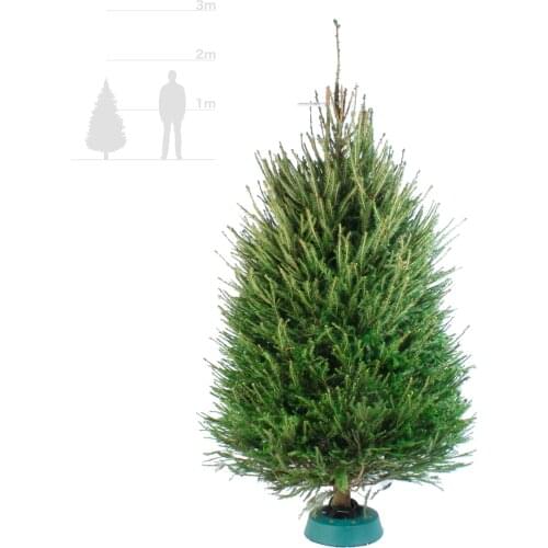 ЖиваяЁлка.рф Home And Garden Products