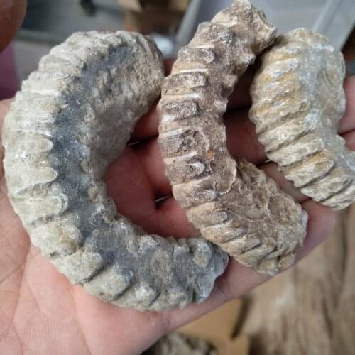 1pcs ZIPPER OYSTER FOSSIL Mens Statement Ring VIRILITY SHAMAN High Priest PAGAN MALE