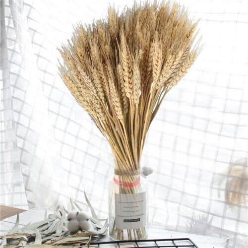 100PCS Dried Wheat Stalks Golden Natural Dried Wheat Sheaves Natural Dried Flowers Decorative Flowers Decoration Shooting Props