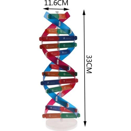 Human DNA Models Double Helix Science Toys Popularization Teaching Learning Education Toys For Children