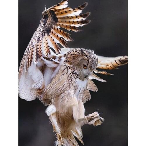 5D Diamond Paint Owl Diamond Embroidery Cartoon Cross-Stitch Picture Of Resin European And American Style Home Decor painting