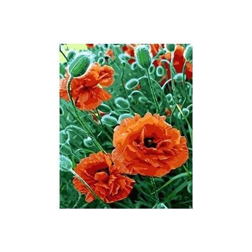 MaHuaf-W463 poppy flowers coloring by numbers DIY digital Hand-painted canvas painting for home decor