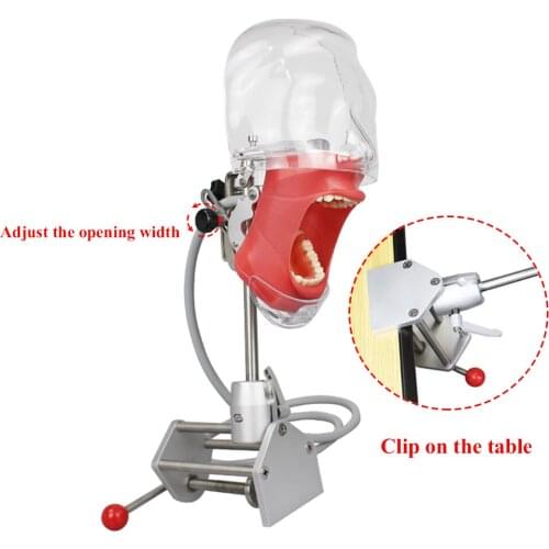 Dental Simulator Manikin Phantom With New Style Bench Mount Dental Models For Dentist Teaching Model adjustment 28Pcs Teeth