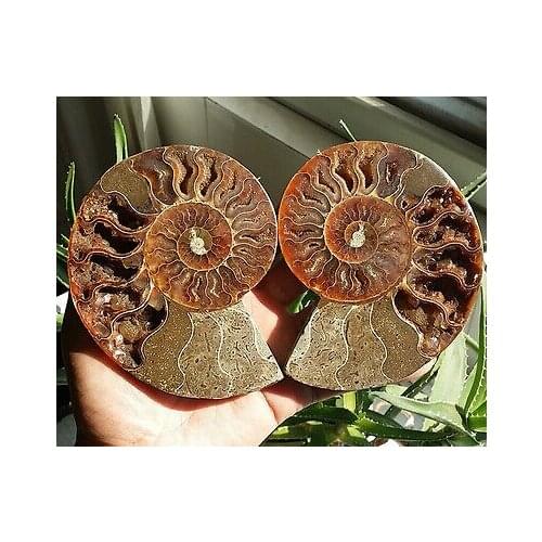 Free shipping 002117 1 Pair Half Cut Ammonite Shell Jurrassic Fossil Specimen Madagascar