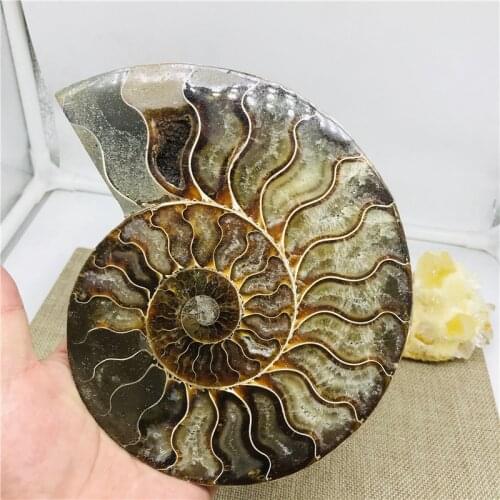 400-800g big size madagascar fossils iridescent ammonite natural stones and minerals specimen