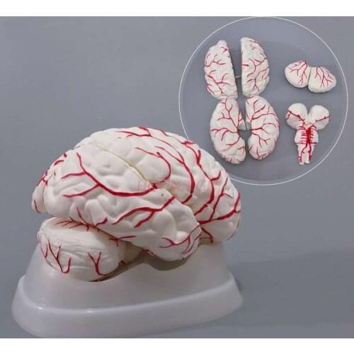 Cerebral artery model with eight detachable brain structures for cerebellar stem anatomy teaching