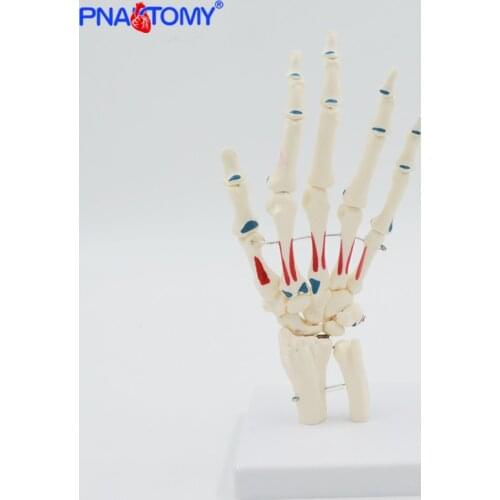 Life size plastice skeleton of the human hand with articulated joints and painted muscle