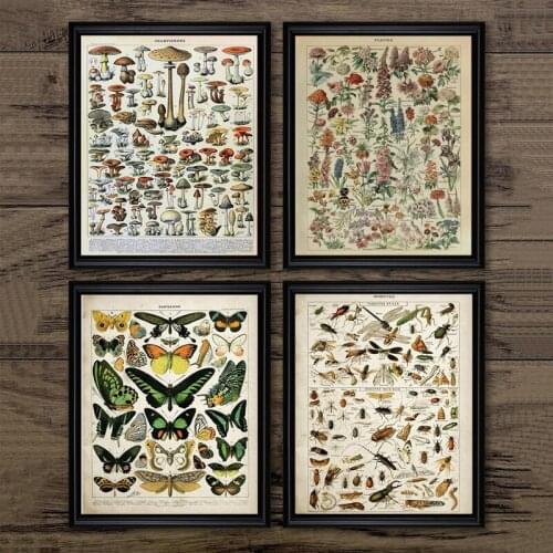 Vintage Flora and Fauna Encyclopedia Poster Butterfly Mushrooms Herbs Flowers Insect Classic Canvas Painting Wall Bedroom Decor