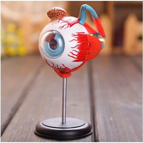 Master 4D eye model 32 pcs assembled human anatomy model new 3D structure of the eye puzzle