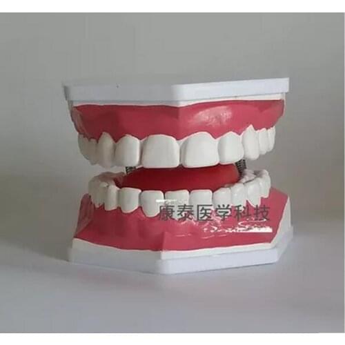 6X human model Tooth model Dental teaching materials False teeth free shipping