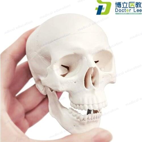 Half Size Human Skeleton Skull Model with Clear Bone sutures and Realistic Surface for Medical and Art Educational Supplies