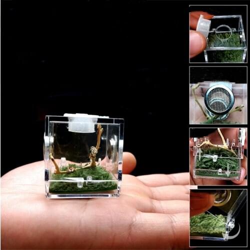Black Widow Spider Small Insect Breathable Terrarium Transparent Reptile Breeding Box Acrylic Entis Acrylic Assembled Eco Box