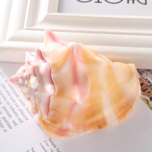 1PC Natural Conch Natural Pink Shell Conch Coral Sea Snail Starfish Unique appearance Home Fish Tank Decor Ornaments